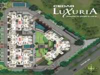 Cedar Luxuria